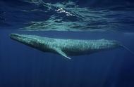 最大的鲸鱼多少米（最大的鲸鱼长度）