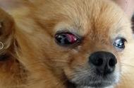 狗狗眼部疾病图片大全（狗狗眼睛疾病对照表）
