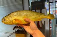 黄花鱼一般在海水还是淡水（大黄花鱼是淡水还是海水鱼）