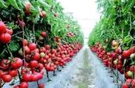 西红柿种植时间在几月（番茄最忌三种肥料）