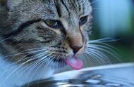 猫咪大量喝水是怎么回事（猫咪频繁喝水是怎么回事）
