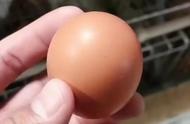 鸡蛋中构成卵细胞的结构是哪里（鸡蛋中的什么相当于一个卵细胞）