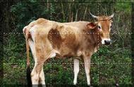 牛犊缺钙的症状有哪些（新生牛犊缺钙什么表现）