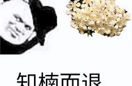 红叶石楠可以嫁接什么东西（红叶石楠嫁接方法视频）