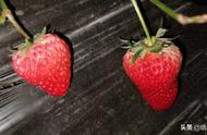草莓在北方一般是什么季节成熟的（草莓都是什么季节才有的）