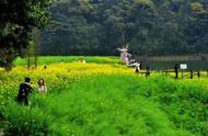 清明节当天可以野餐吗（清明节当天可以去野外烧烤嘛）