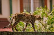 两个月流浪猫吃什么食物（猫不能吃的20种食物）