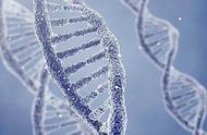 基因序列图谱有什么作用（为什么要研究基因图谱）