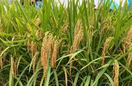 十大优质水稻品种（中国十大高端水稻品种排行榜）