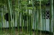 竹子栽在房子的哪个位置最好（竹子适合种植在房子的什么位置）