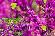 紫罗兰花语大全图片（紫罗兰有几种颜色）