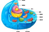 高尔基体和细胞（高尔基体与植物细胞壁有什么关系）