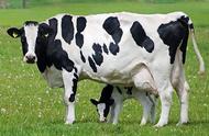 牛营养成分比例表（牛脾脏的营养价值）