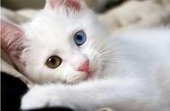 异瞳折耳白猫（异瞳白猫发腮）