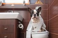 狗狗上厕所从多大开始训练（狗狗训练上厕所一天训练几次）