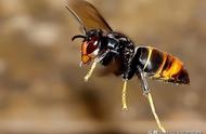 地下黑色的蜂是什么蜂（地底下的蜂是什么蜂）