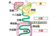 人的内脏器官位置图（人体内脏位置示意图）