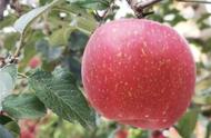 秋天的苹果几月份成熟（苹果的丰收季节是几月）