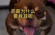 恶霸犬剪耳最佳时间（恶霸犬什么时候裁耳最好）