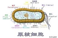 微生物学的基础知识（微生物学最新分类方法）