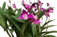 香水石斛兰的生长习性，澳洲香水石斛兰是一年四季开花吗