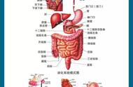 每天吃的食物经过哪些消化器官（食物在人体各器官内是如何消化的）