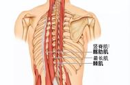 什么练腰的动作是最简单的（练腰最好的十个动作）