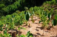 沉香树能种房前屋后（沉香树能种植在院子里吗）