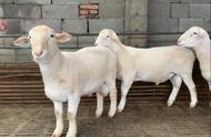 澳洲白羊最大的缺点（澳洲白羊跟小尾寒羊优缺点对比）