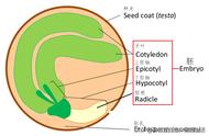 玉米种子结构解剖图解（玉米种子萌发过程结构图）