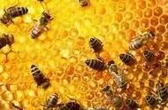 蜜蜂的品质和精神（蜜蜂的品质和精神写一段话）