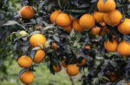 柑橘树适合种在哪（柑橘树最好的栽培方法）