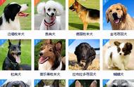 十大聪明犬排名（五种不咬人的狗）