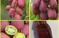 进口软枣猕猴桃最新品种（软枣猕猴桃的早熟品种有几种）