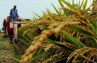 亚洲水稻种植业的不利条件（亚洲水稻种植业有哪方面的特点）