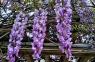 紫藤的花可以吃吗（紫藤花吃了对身体有什么好处）