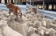 为什么牧羊犬能管住羊（羊为什么听懂牧羊犬的指令）