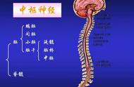 脊柱疼痛位置图详解（脊椎疼痛位置图）