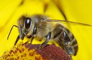 蜜蜂如何采蜜详细介绍（蜜蜂采蜜具体方法）