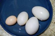 土鸡蛋和土鸡蛋的营养价值（土鸡蛋和土鸡蛋的营养区别）