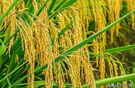 水稻怎么施肥高产（水稻直播高产施肥方法）
