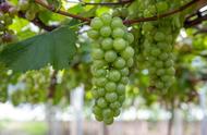 葡萄的种植方法及管理技术（葡萄的种植与管理方法）