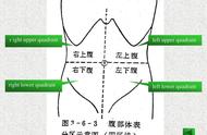 腹部四分法的脏器图解（腹部分区及对应的脏器口诀）