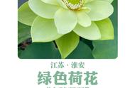 莲花头像图片大全大图（好看的莲花头像）