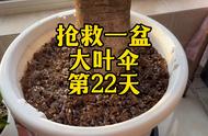 木本花的修剪方法视频（花的修剪方法和口诀）