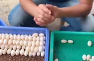 龟蛋孵化1-60天照蛋图（龟蛋孵1至21天照蛋图）