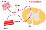 非条件反射图片（条件反射和非条件反射例子图片）