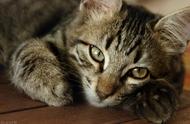 怎么区分猫瘟和肠胃炎（猫肠胃炎快死的征兆）