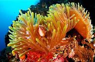 珊瑚礁是动物还是植物（珊瑚礁是石头动物还是植物）