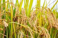1亩水稻施多少复合肥（水稻施肥表）